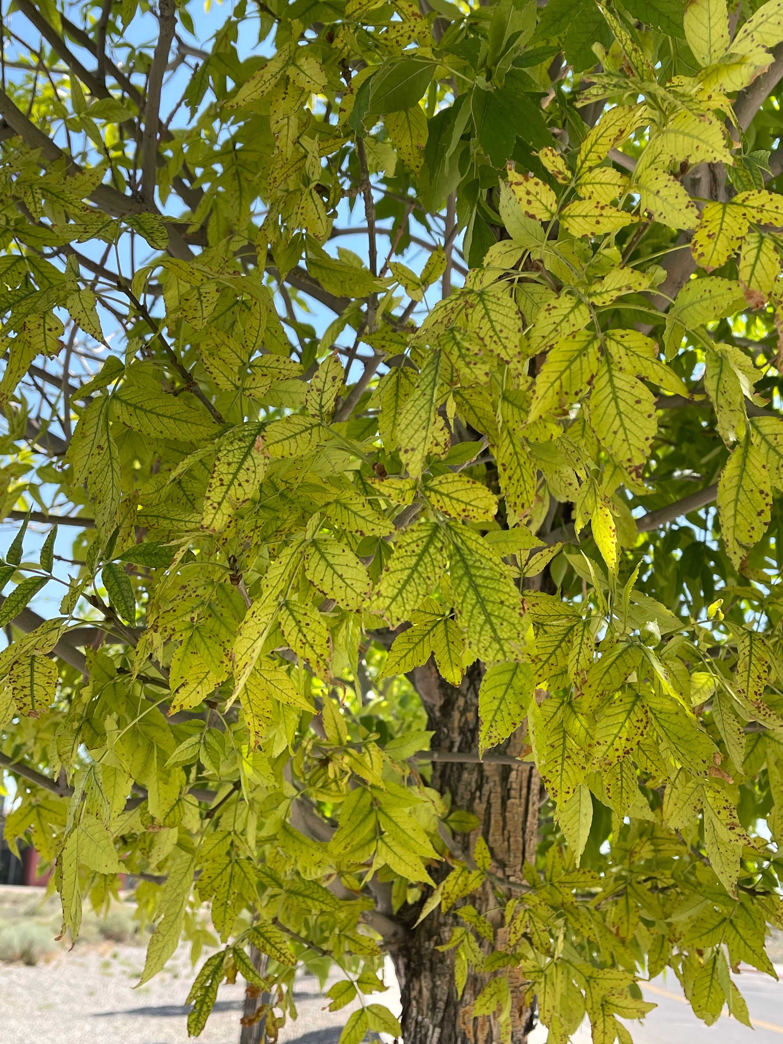 Close-up of ash tree leaves, showcasing brown spots on yellowing leaves.